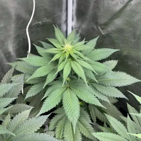 Mistery ¿?. Seedstockers