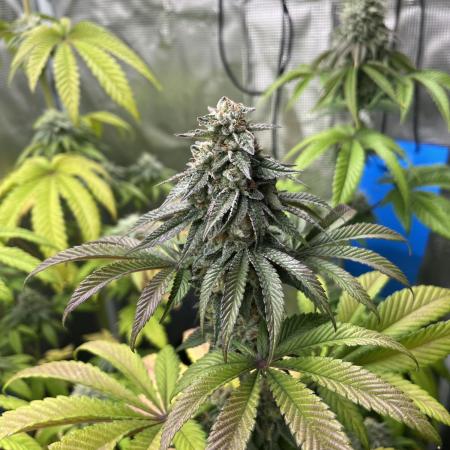 Drizl Pickl. Seedstockers