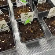 Gorilla cookies. Seedstockers