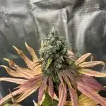 Permanent Maker. Seedstockers