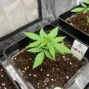 Gelato 41. Seedstockers