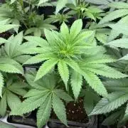 Green Gelato. RoyalQueenSeeds