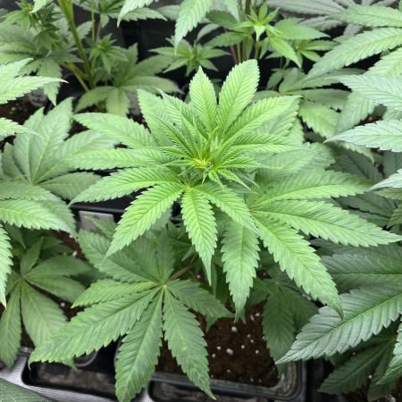 Green Gelato. RoyalQueenSeeds