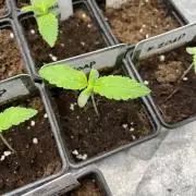 Fishy Zoap. Seedstockers