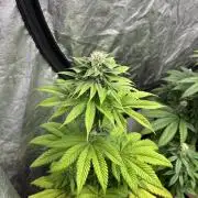 Fishy Zoap. Seedstockers