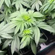 Wedding Cake. RoyalQueenSeeds