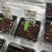 Wedding Cake. RoyalQueenSeeds