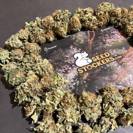 Mistery ¿?. Seedstockers