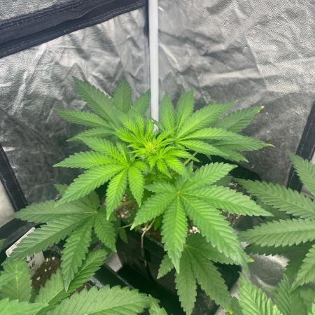 Zoap Rose. Kannabia Seeds Company