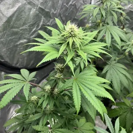 Lemon Cherry Runtz. Fastbuds