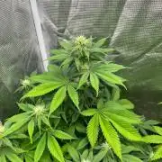 Oreoz USA. Kannabia seeds company