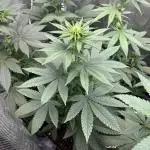 Lemon Mandarin. fastbuds