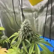 Pink Sunset. Silentseeds