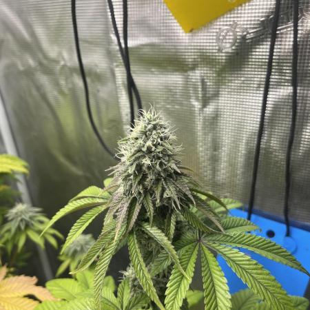 Pink Sunset. Silentseeds