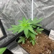 Zoap Rose. Kannabia Seeds Company