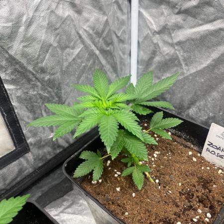 Zoap Rose. Kannabia Seeds Company