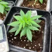 Wedding Cake. RoyalQueenSeeds