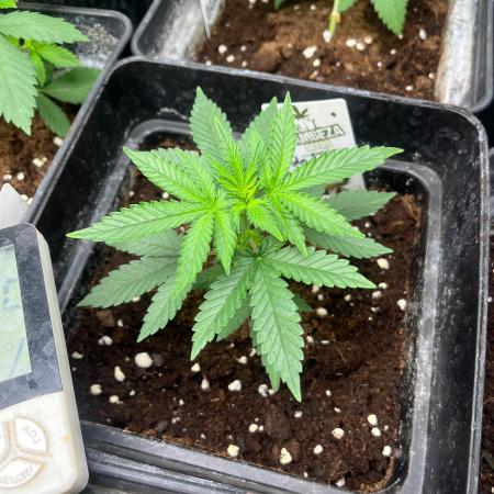 Wedding Cake. RoyalQueenSeeds