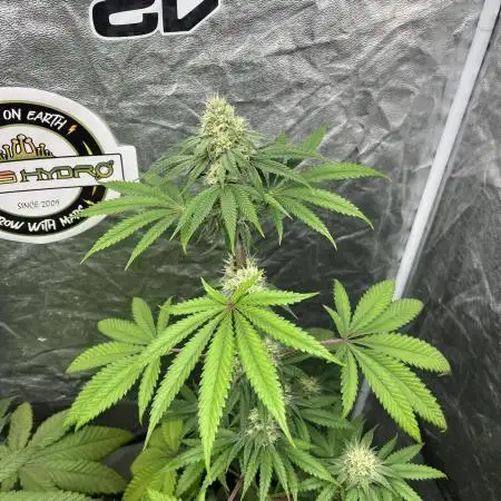 Lemon Cherry Runtz. Fastbuds
