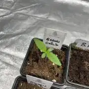 Green Gelato. RoyalQueenSeeds