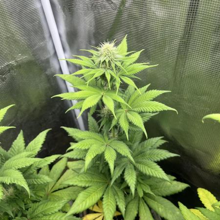 Kiwi x Papaya. Mavericks Genetics