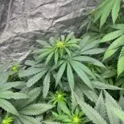 Sherbet Jedi Joint. HighBreed