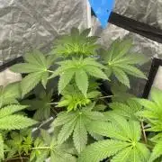 Barcelona Puff. Seedstockers