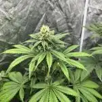 Gelato 44. RoyalQueenSeeds
