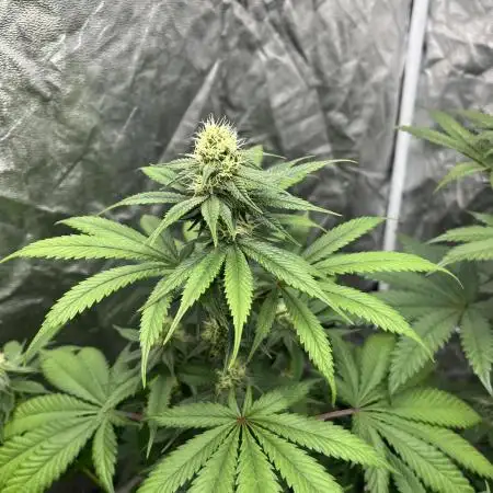 Gelato 44. RoyalQueenSeeds