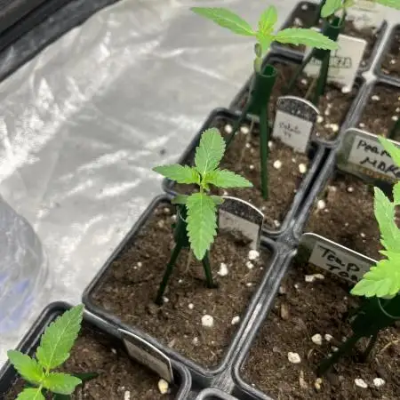 Gelato 44. RoyalQueenSeeds