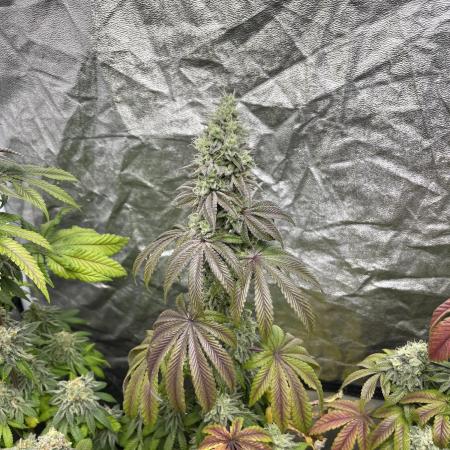 Barcelona Puff. Seedstockers