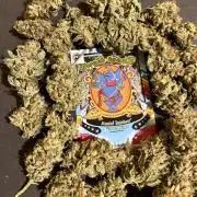 Mental Rainbow fast. Sweetseeds