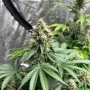 Zoap Rose. Kannabia Seeds Company