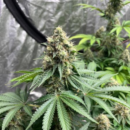 Zoap Rose. Kannabia Seeds Company