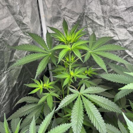 Papayton. Fastbuds