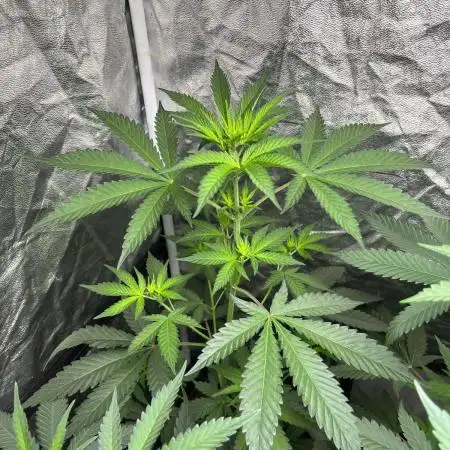 Papayton. Fastbuds