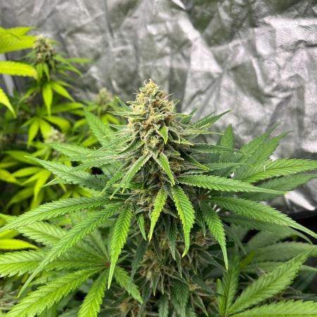 Gelato 41. Seedstockers