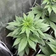 Kiwi x Papaya. Mavericks Genetics