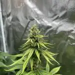 Terp & Tonic. Seedstockers