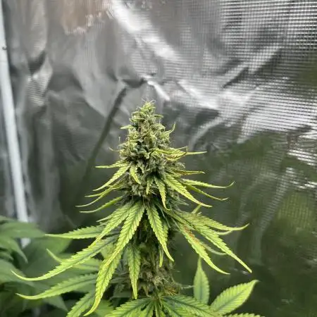 Terp & Tonic. Seedstockers
