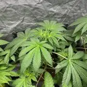 Barcelona Puff. Seedstockers