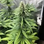 Terp & Tonic. Seedstockers