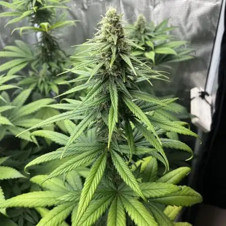Terp & Tonic. Seedstockers