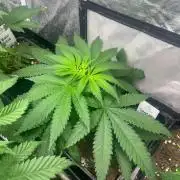 Sherbet Jedi Joint. HighBreed