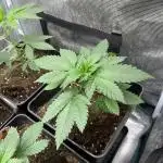 Mistery ¿? . Seedstockers