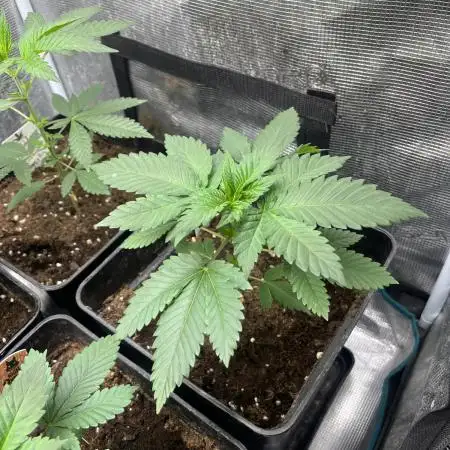Mistery ¿? . Seedstockers