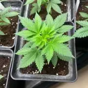Gorilla Cookies. Seedstockers