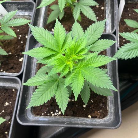 Gorilla Cookies. Seedstockers