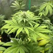 Green Gelato. RoyalQueenSeeds