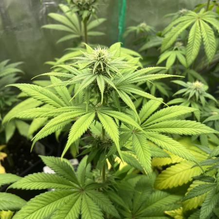 Green Gelato. RoyalQueenSeeds